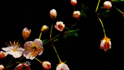 munchmeincookeh:  Flowers - Hannibal S2xE6 &amp; S2xE7 