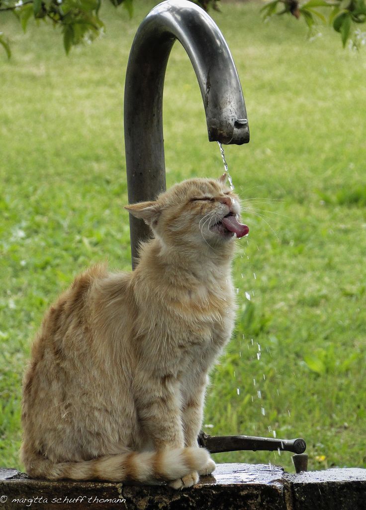 awwww-cute:  That perfect kitty and water moment
