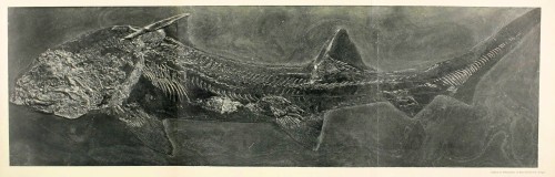 Hybodus from the Holzmaden-Schiefer - Jurassic (Lias) - ebook: archive.org