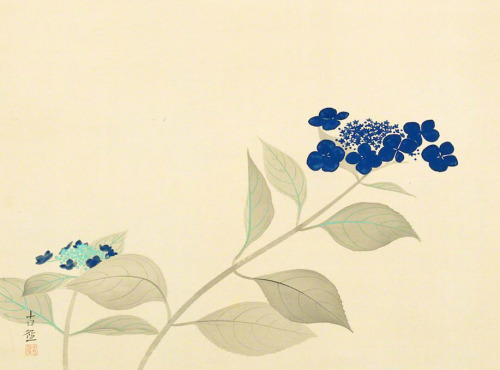 Kobayashi Kokei (1883–1957)   小林古径 Hydrangea  アジサイ、1937