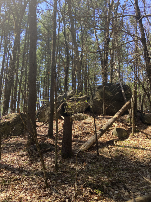 May 1st hike (well, walk, really) in Great Brook Farm State Park, in Carlisle MA.Top three: soft new