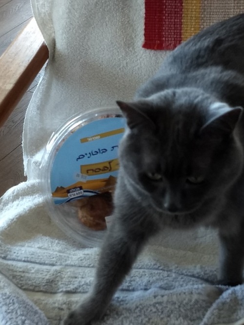 hanukcat:Tiki want being as good at posing with Kosher for Passover cookies.My mom brought these bac