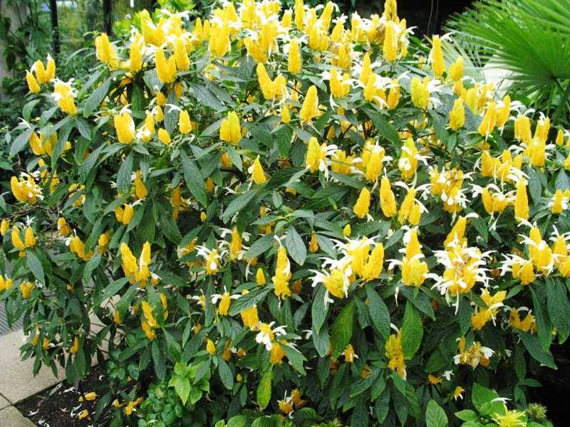 Camarão-amarelo (Pachystachys lutea) | Blog das Flores