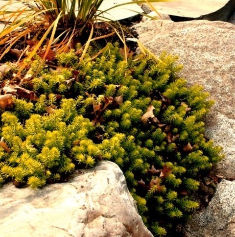 Fire Pit Landscape In BostonInspiration For A Small Transitional Backyard Landscaping With A Fire Pit.