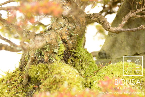 「早乙女」皐月の石付盆栽“SAOTOME” SATSUKI azalea bonsai on a rock2017.12.2 撮影bonsai on the rock| Cre