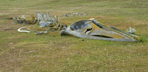 lychens: Humpback Whale Bones, Saunders Island