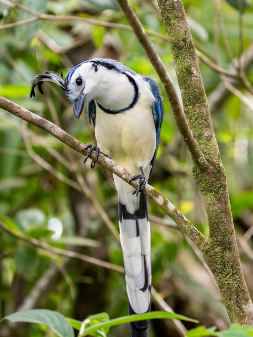 chewybitart:end0skeletal:White-Throated Magpie-Jay, native to Central America (x x x x)@candle-jacke