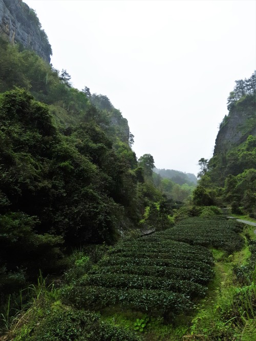 picturesofchina:Tea fields on Mount Wuyi, Fujian