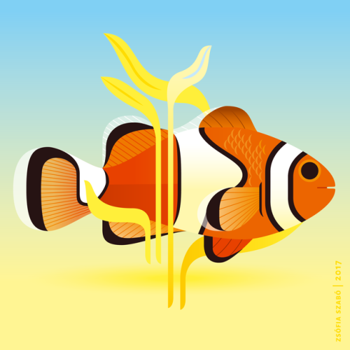 Orange clownfish – Narancs bohóchal – Amphiprion percula