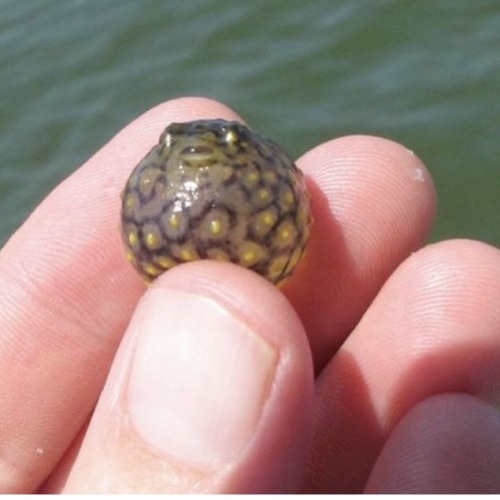 It’s Dangerous To Go Alone Take This