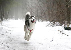 handsomedogs:   Happy dog ) / / Lyudmila