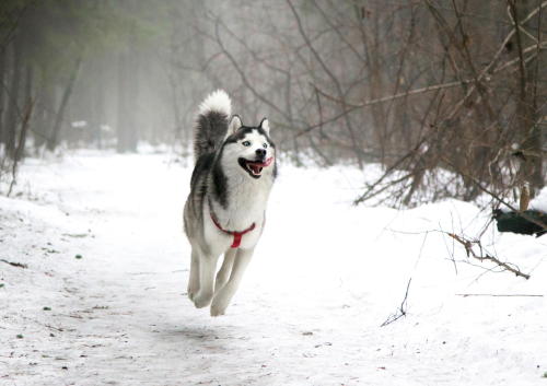 handsomedogs:Happy dog ) / / Lyudmila Mesheryakova