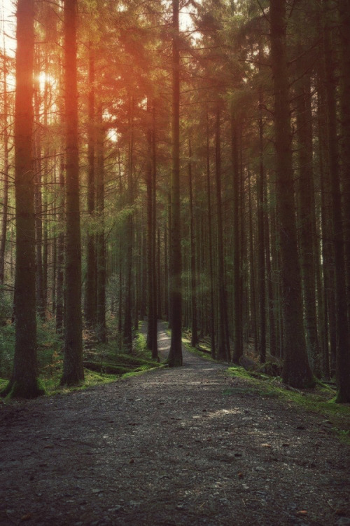 winsnap:  Enchanted woods by Wayne Myers