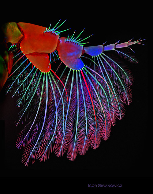 itscolossal: The Extraordinary Details of Tiny Creatures Captured with a Laser-Scanning Microscope b