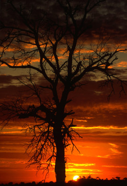 llbwwb:  (via 500px / African Sunset by Rudi Hulshof) 