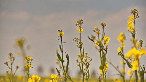 Useful. Nützlich.Rapeseed near Jena, April 2017.