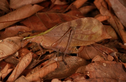 sinobug: Leaf Mimic Katydid (Leptoderes dianensis, Phaneropterinae, Tettigoniidae), femaleby Sinob