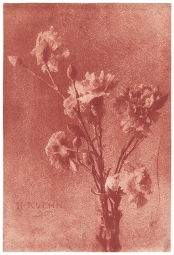 zzzze: HEINRICH KUHN, Still Life with Carnations, 1896, gum bichromate print, 15 1/4” x 10 5/16” 