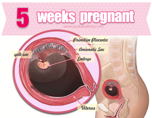 You are 5 weeks pregnant. There’s a baby in there, and it’s growing like a weed! At this