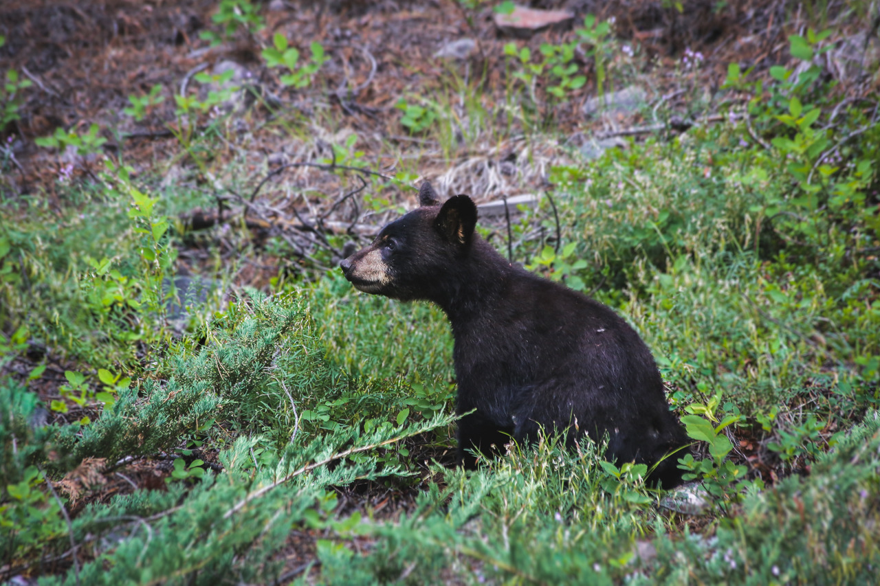 moewanders:  Happy Canada Day! Yesterday I was lucky enough to see a mother bear