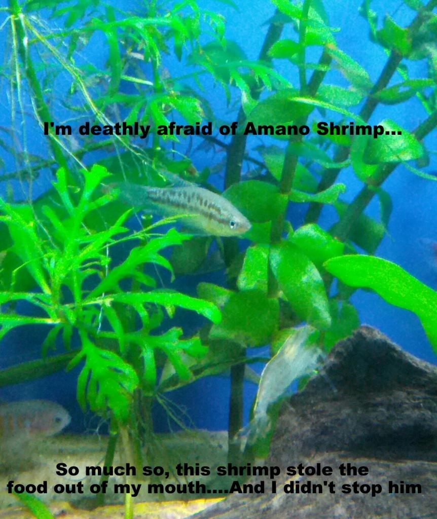 azaraampora:  modestdemidov:  robinistall:  fish shaming [x]  jesus christ i’ve