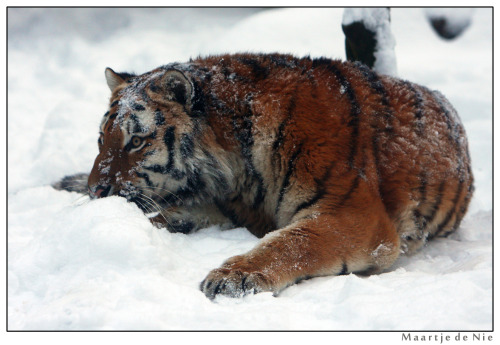 maartje-de-nie-photography: i lik the snow