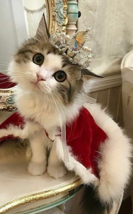 Catsoverloaded:i Present To You, Princess Cat 👑😻