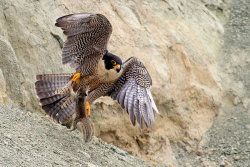 Mortal combat (Peregrine Falcon and Ground