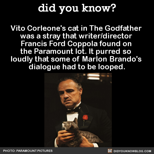 did-you-kno: Vito Corleone’s cat in The Godfather was a stray that writer/director