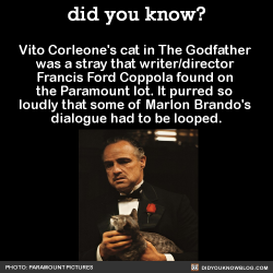 did-you-kno: Vito Corleone’s cat in The