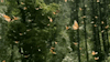 mossy-woods: