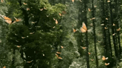 mossy-woods: