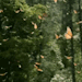 mossy-woods: