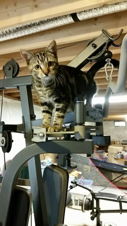 flaaffys: Albus is the most useless work out buddy ever