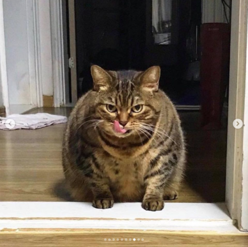 justcatposts:I’m not fat, i’m cute 😝