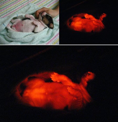 strangebiology:  They’re not photoshopped, these animals are truly glow-in-the-dark! Scientists