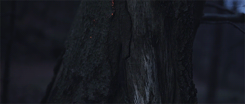 blazepress:  Digital Projection Mapping Turns the Forest into a Glowing Wonderland 
