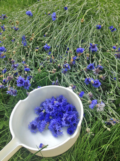 hqcreations:Homegrown and Hand-harvested CornflowerCornflower Blue, my favorite shade of blue in the