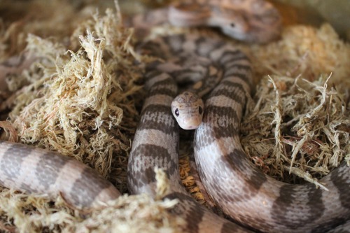 forkedtonguekisses: Stelmaria - Corn Snake (Lavender) - Pantherophis guttatus