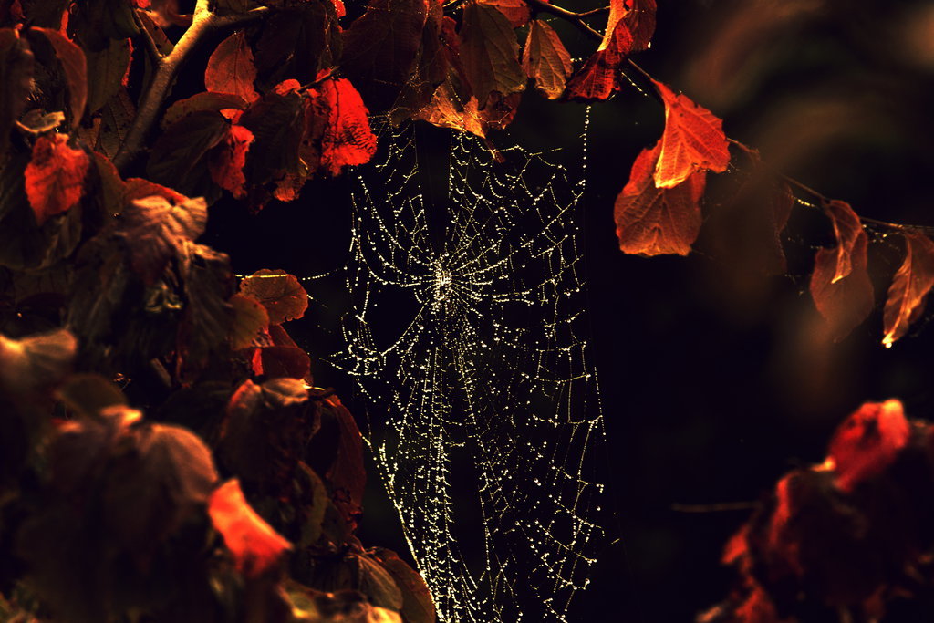 k641739021:  Disturb by Piscisvolantis 