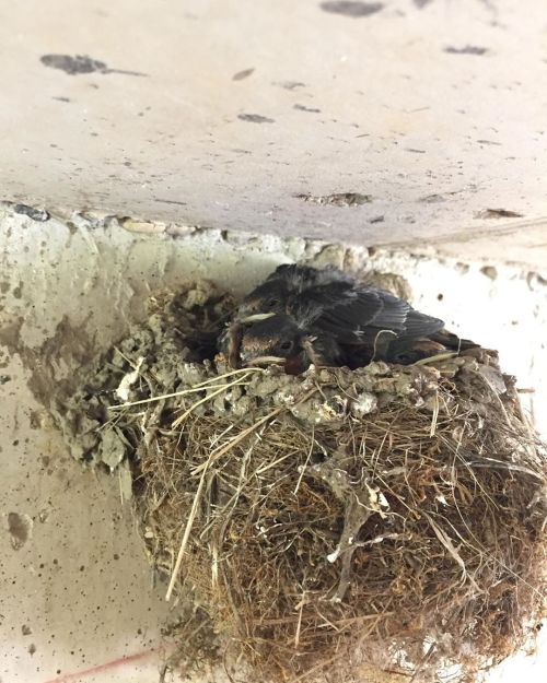 Baby barn swallows in a nest built under our bridge #birds #barnswallow #ohio (at Germantown, Ohio) 