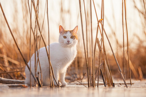 lainphotography:  Kitty on ice.