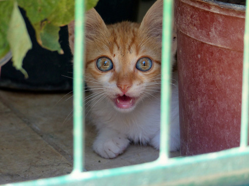 Scared cutie - Corfu, Greece (by she26la)