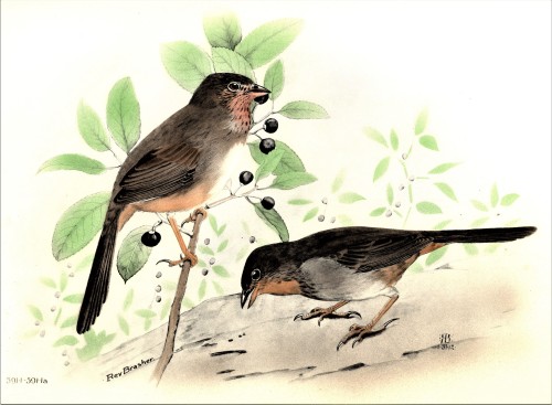 A Towhee FeathursdayThis week we present a few of those long-tailed sparrows, the Towhees!! These li