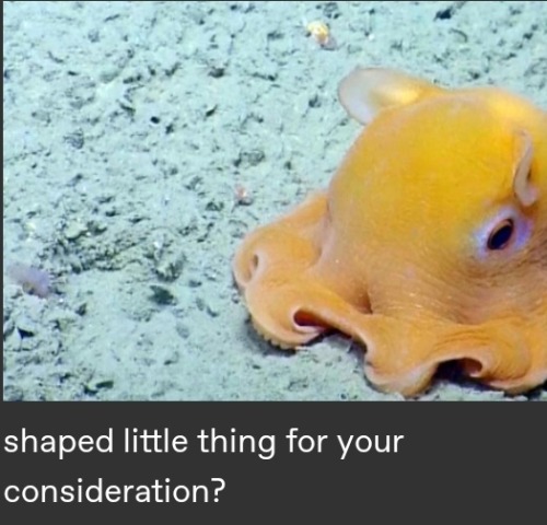 A Miscellaneous Collection Of Animals People Have Sent Into My Inbox