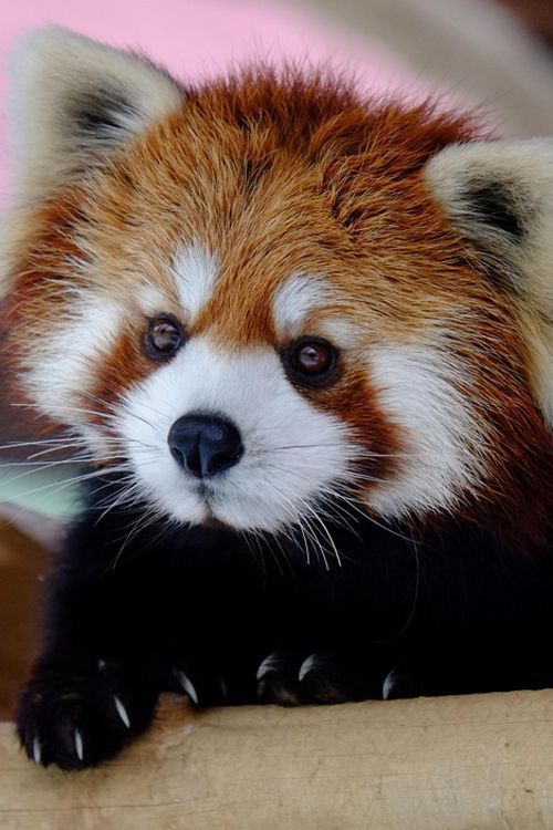 adamthenorman:wildlife-experience:Red Pandas Time!!!Support our cause! Follow us