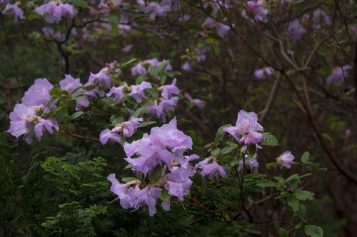 90377: Pink Azalea with Rhododendrons, Darts Hill by Scarlet Black 