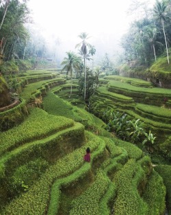 essenceofnatvre:  michaelmattiFrom an early morning at the rice terraces with @priya.mareedu. 🌾