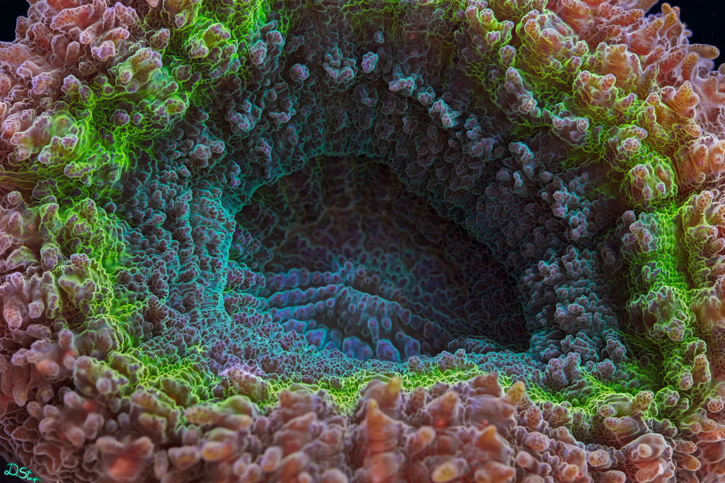 thelovelyseas:  Coral under high magnification by Daniel Stoupin