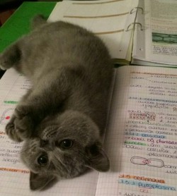 hxcjacob:  awwww-cute:  &ldquo;You no study, you play with Pebbles&rdquo;  ITS NAME IS PEBBLES   c0nquer-the-cha0s